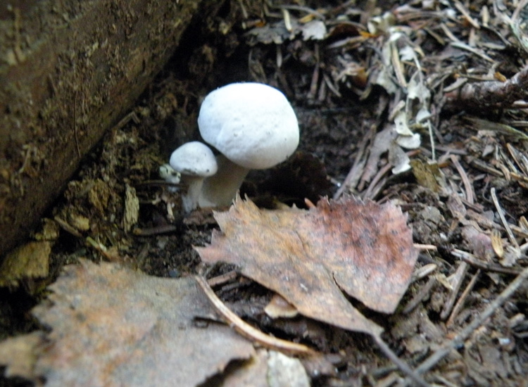 Lyophyllum connatum?